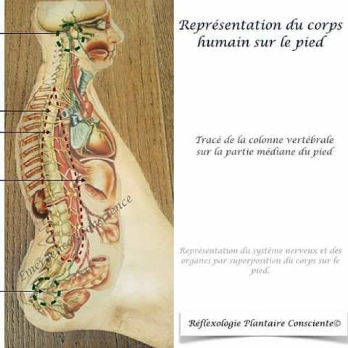 Réflexologie Plantaire Thaï - 1 h